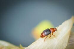 "Yucca Beetle" (Carpophilus melanopterus) (18345669573).jpg