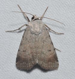 10901 – Anicla lubricans – Slippery Dart Moth (probable, but could also be A. illapsa) (22286517826).jpg