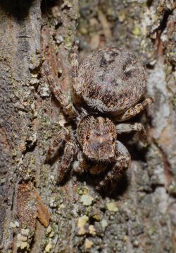 2013.06.04.-19-Viernheimer Heide Viernheim-Vierpunktspringspinne-Sitticus pubescens-Weibchen.jpg