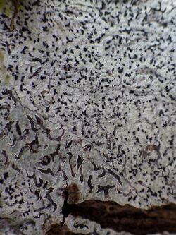 2014-06-28 Melaspilea lentiginosa (Lyell ex Leight.) Müll. Arg 511599.jpg