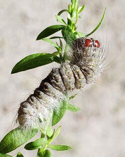 Acronicta lobeliae 90762517.jpg