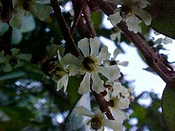 Aextoxicon punctatum flor femenina - Flickr - Pato Novoa.jpg