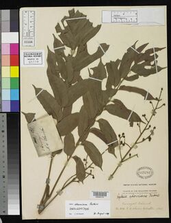 Herbarium specimen of "Aglaia aherniana"