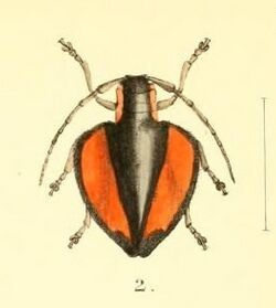 Aid to the identification of insects (Plate 157) (7796367948) -- Ites plagiatus.jpg