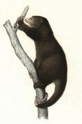 Drawing of brown cuscus