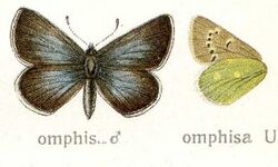 Albulina omphisa.jpg