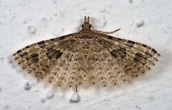 Alucita hexadactyla 107876683.jpg