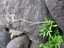 Ammi trifoliatum (Habitus).jpg