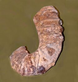 Ancyloceratidae - Acanthoptychoceras spinatocostatum.JPG