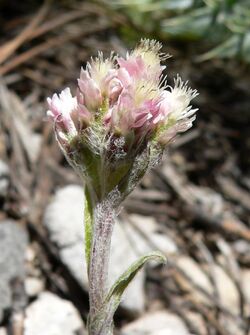 Antennaria rosea 6.jpg