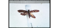 Archyala opulenta holotype TYPELEP018430.png