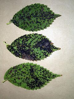 Arno leaf fungal disease 1.jpg