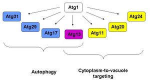 Interaction partners of Atg1: Atg17, 29, 31 in autophagy, Atg11, 20, 24 in cytoplasm-to-vacuole targeting, Atg13 in both pathways