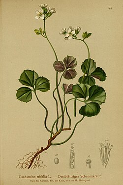Atlas der Alpenflora (1882) (20155849410).jpg