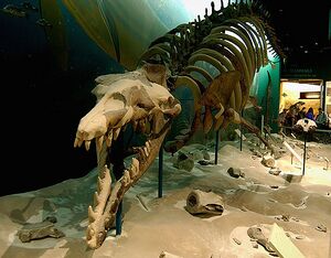 Basilosaurus skeleton.jpg