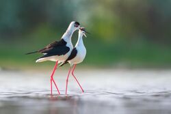 Black-winged stilt courtship behaviour.jpg