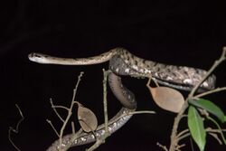 Boiga-siamensis-gray-cat-snake-kaeng-krachan-national-park.jpg