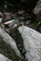 BrownSnake BrandonDempster.jpg