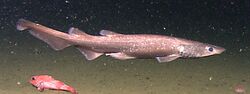 Brown catshark, Apristurus brunneus.jpg