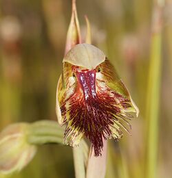 Calochilus herbaceus.jpg