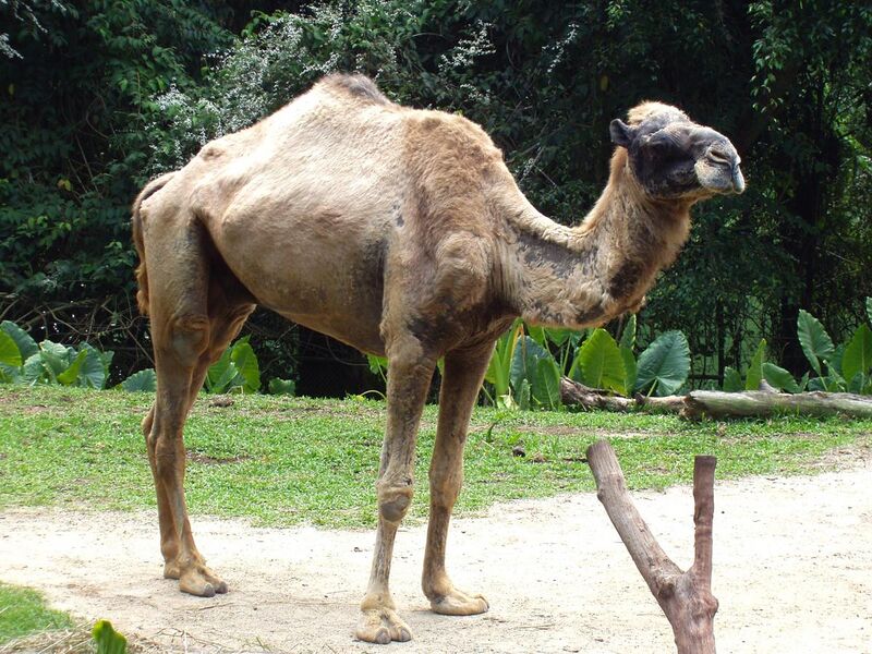File:Camelus dromedarius in Singapore Zoo.JPG