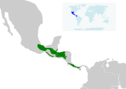 Campylopterus hemileucurus map.svg