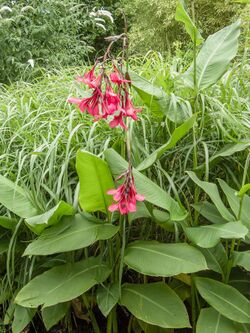 Canna x ehemannii 150816.jpg