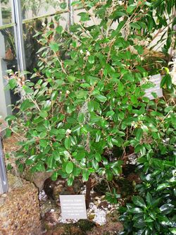 Capparis cynophallophora (Washington DC).jpg