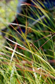 Carex magellanica.jpg