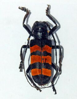 Cerambycidae - Analeptes trifasciata.JPG