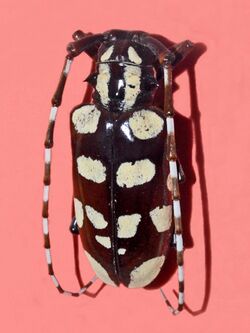 Cerambycidae - Anoplophora horsfieldi.jpg