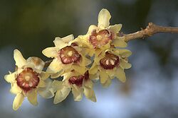 Chimonanthus praecox (18248235374).jpg