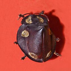 Chrysomelidae - Mesomphalia turrita.jpg