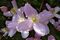 Clematis montana 'Elisabeth' J3.JPG