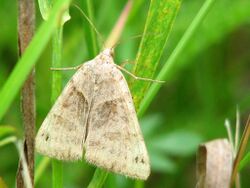 Clover Moth, Ottawa.jpg