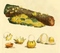 Coloured Figures of English Fungi or Mushrooms - t. 22.png