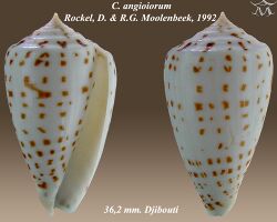 Conus angioiorum 1.jpg