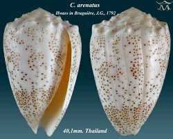 Conus arenatus 1.jpg