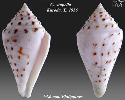Conus stupella 2.jpg