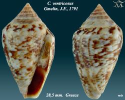 Conus ventricosus 1.jpg