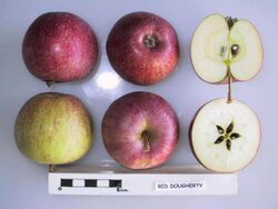 Cross section of Red Dougherty, National Fruit Collection (acc. 1952-221).jpg