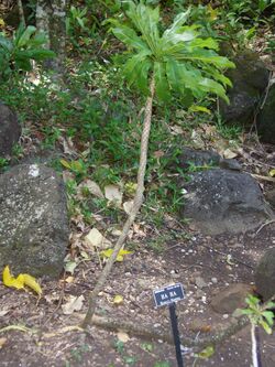 Cyanea hardyi (Limahuli Garden and Preserve).JPG