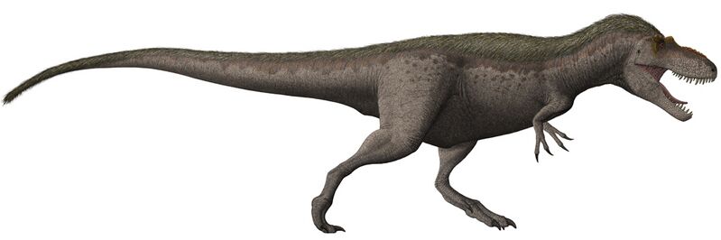 File:Daspletosaurus torosus steveoc flipped.jpg