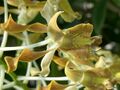 Dendrobium discolor flower.jpg