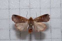 Diarsia taidactyla1.jpg