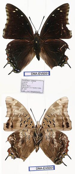 EV-0051 Charaxes aubyni aubyni (3665699427).jpg