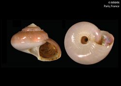 Elaphriella cantharos (MNHN-IM-2000-26536).jpeg