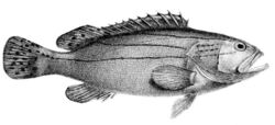 Epinephelus latifasciatus.jpg