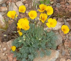 Eschscholzia glyptosperma 5.jpg