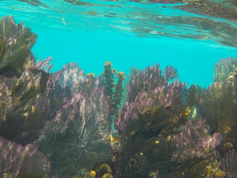 File:Fan Corals Belize Barrier Reef.jpg